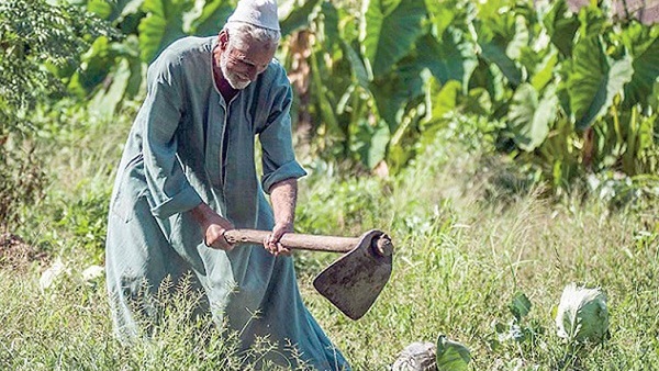 الفلاح المصري الفلاح المصري