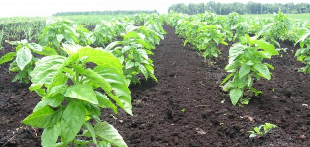 زراعة - صورة تعبيرية