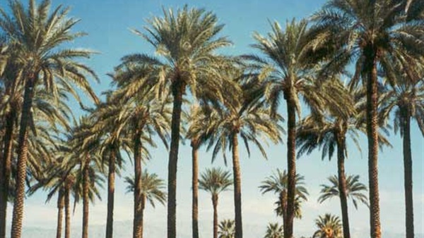 محصول النخيل 