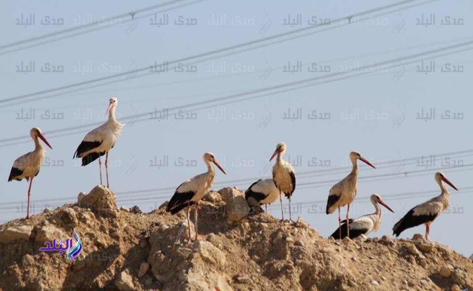 طيور اللقلق الابيض