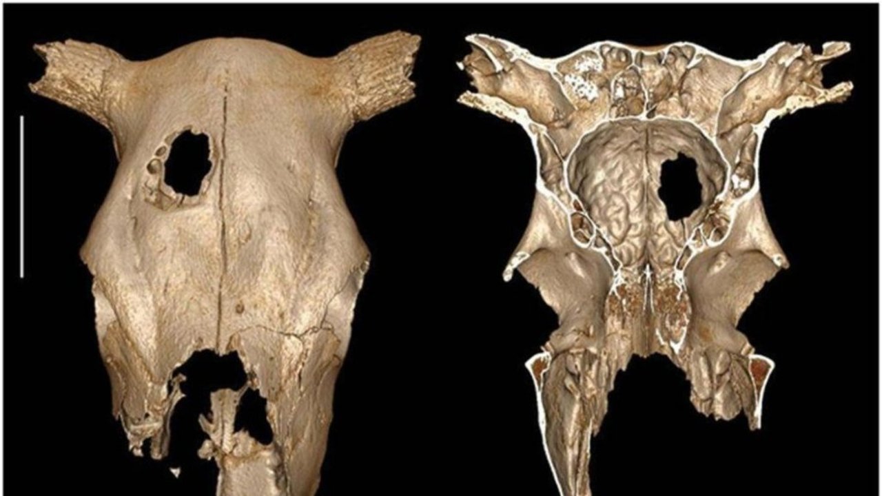 صورة لثقب العملية الجراحية على البقرة 
