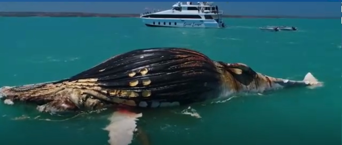 الحوت النافق وجبة دسمة لأسماك القرش والتمساح