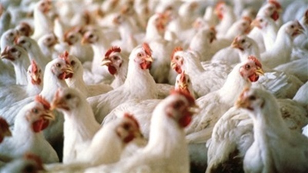 دواجن - أرشيفية