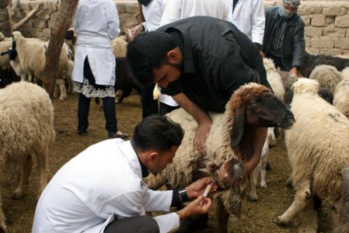 الحمى القلاعية