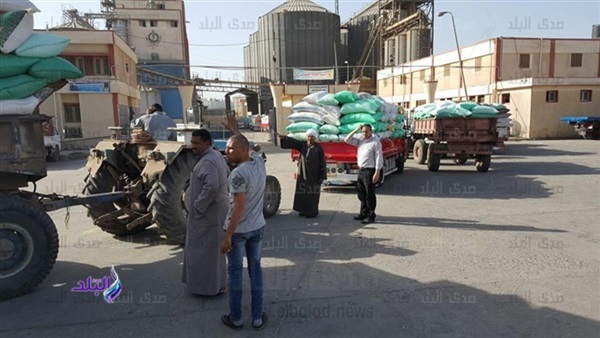 توريد القمح