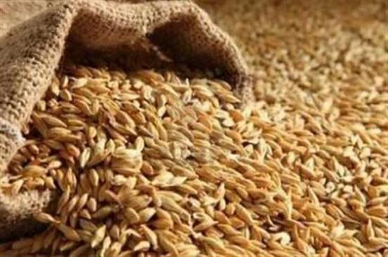 محافظ سوهاج: توريد 47011 طن قمح للشون والصوامع محافظ سوهاج: توريد 47011 طن قمح للشون والصوامع