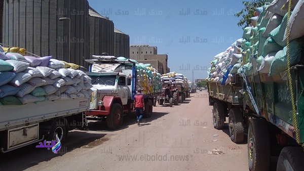 توريد قمح توريد قمح