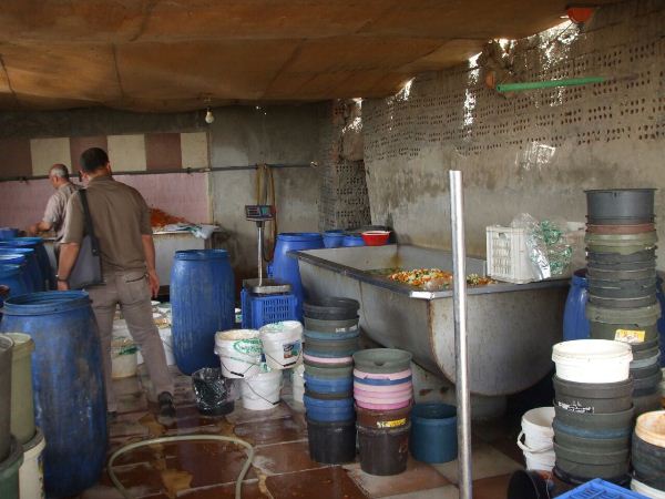 مصانع فاسده