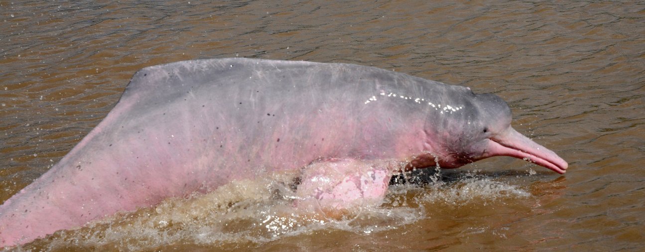 دولفين الامازون  