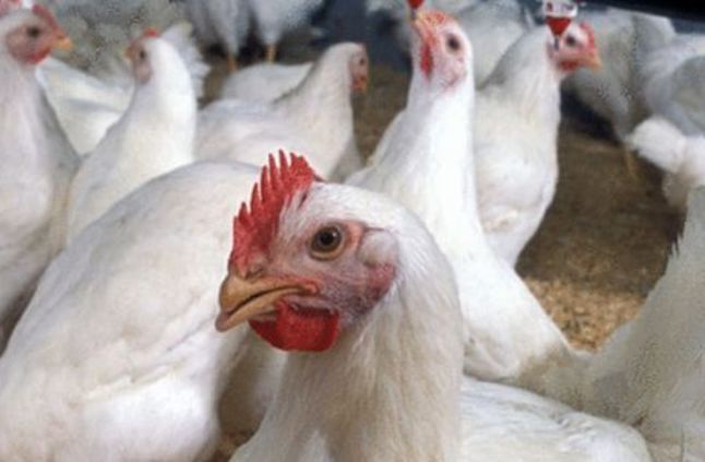 صورة أرشيفية