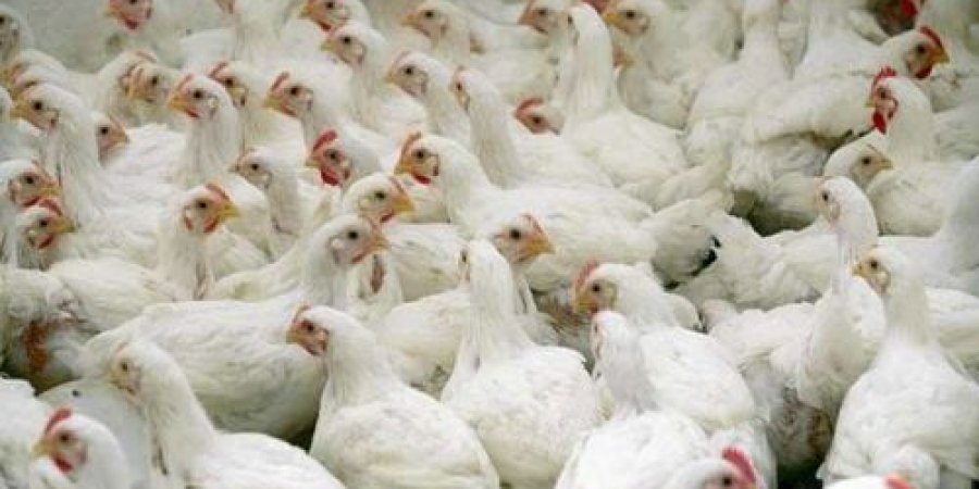 دواجن - أرشيفية