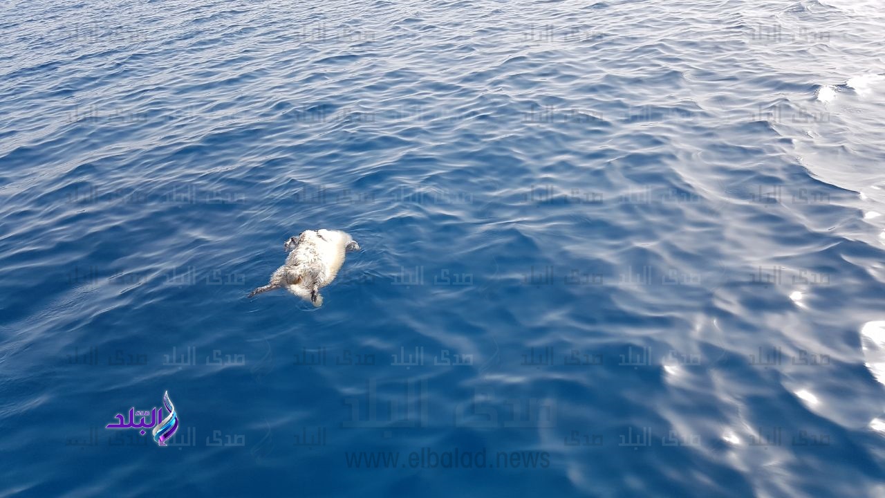 جنة من محميات البحر الاحمر 
