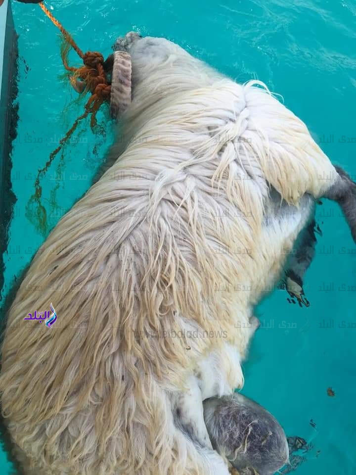 خراف بالبحر الأحمر خراف بالبحر الأحمر