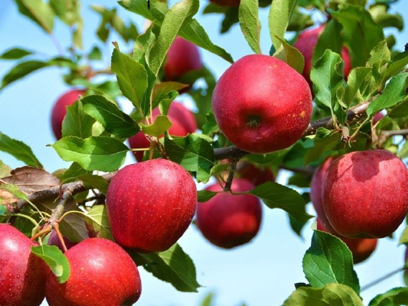 حدائق التفاح