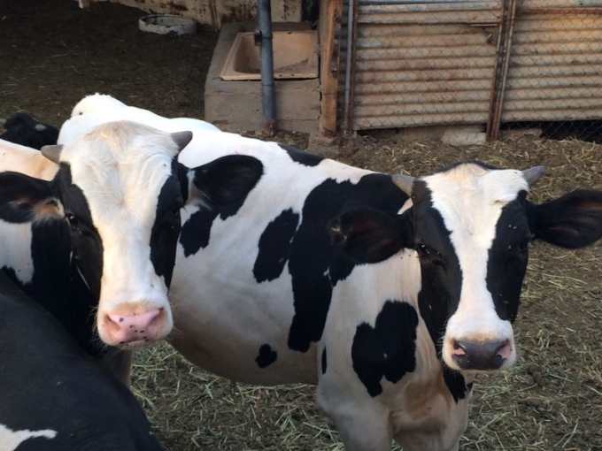 ماشية - أرشيفية