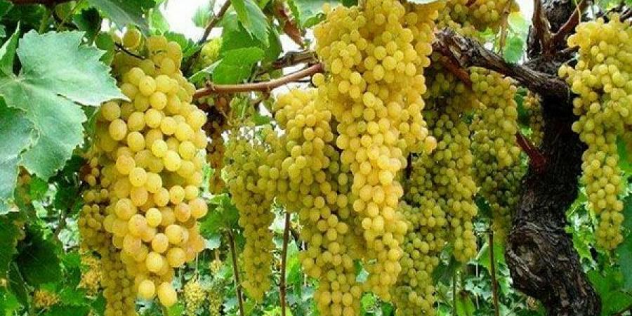 حدائق العنب - أرشيفية