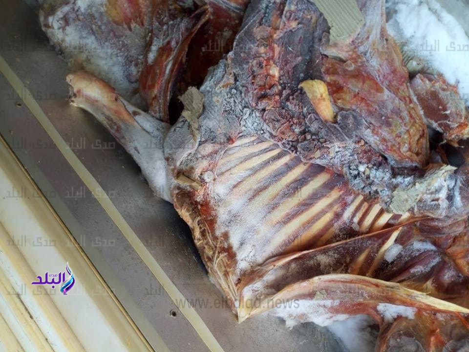 إعدام لحوم 4 عجول مذبوحة خارج المجزر بكفر الشيخ.. صور إعدام لحوم 4 عجول مذبوحة خارج المجزر بكفر الشيخ.. صور