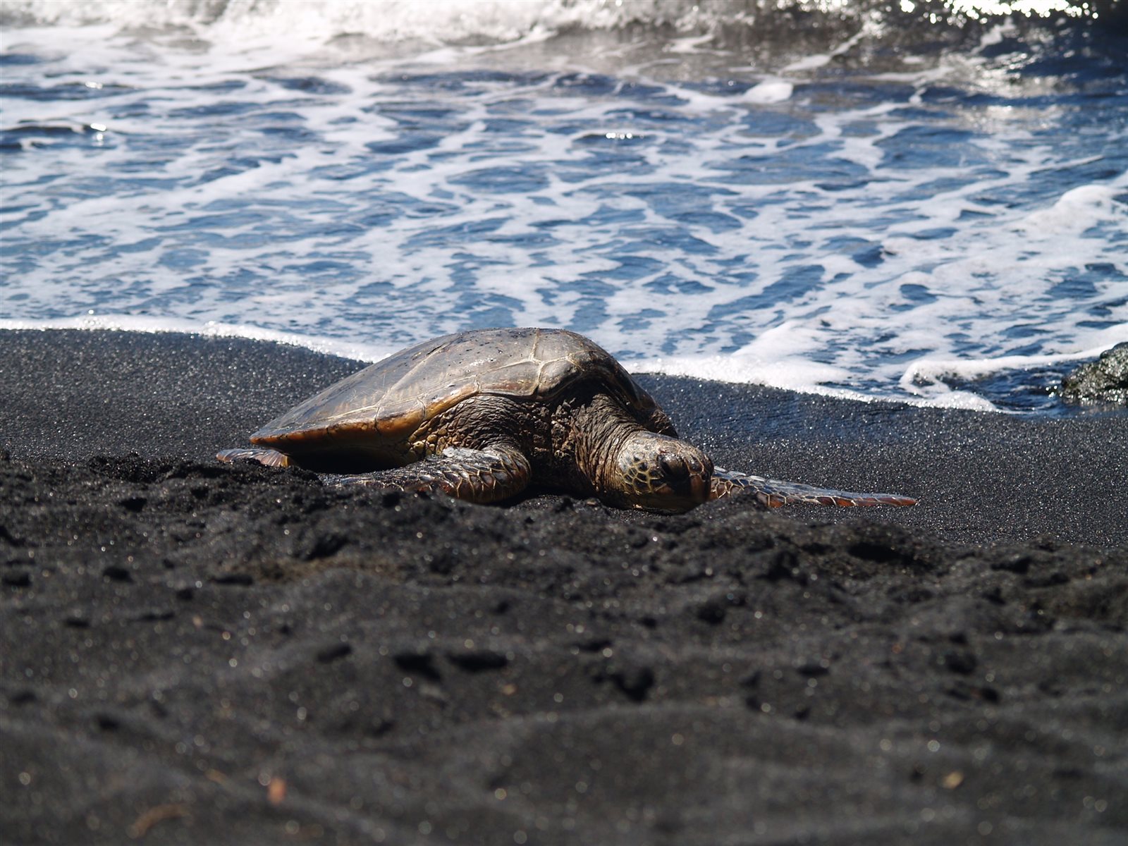 الرمال السوداء - صورة أرشيفية