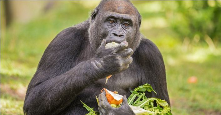 بقايا الطعام قاتلة للحيوانات 