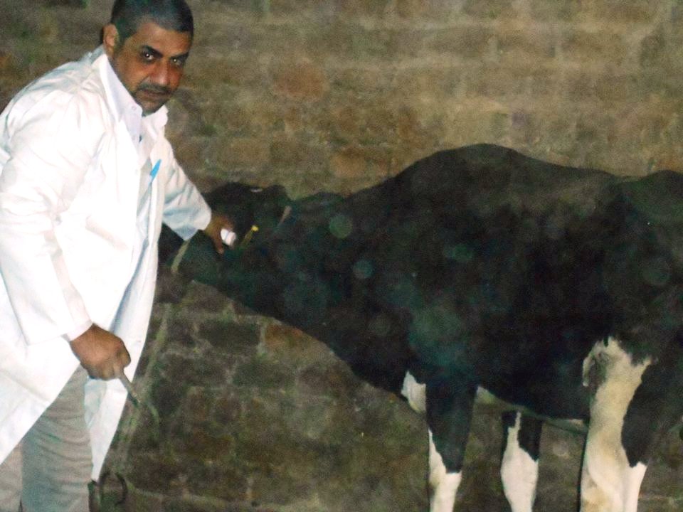 تحصين ضد الحمي القلاعية بسوهاج