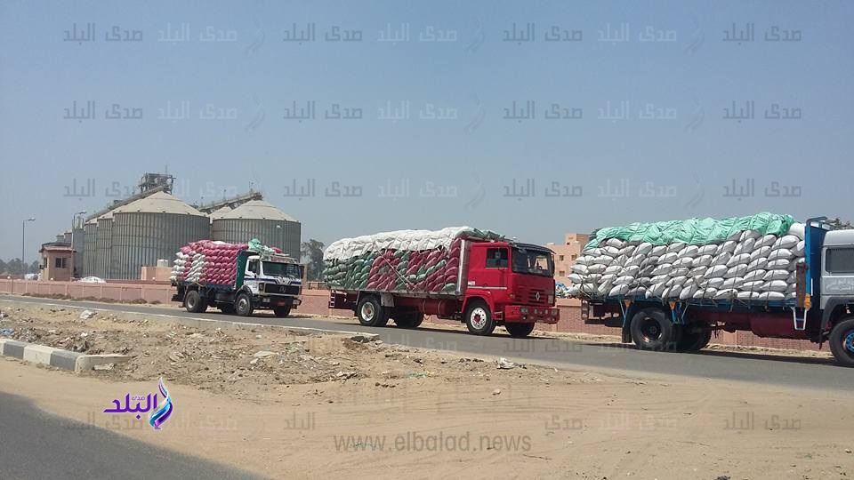 توريد قمح توريد قمح