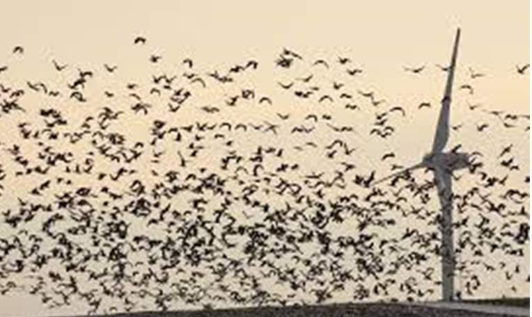 طيور مهاجرة