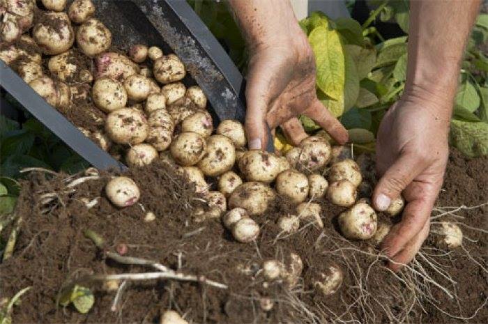 بطاطس - ارشيفية بطاطس - ارشيفية