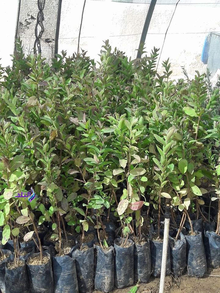 معرض لبيع شتلات الفاكهة