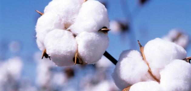 قطن - صورة تعبيرية