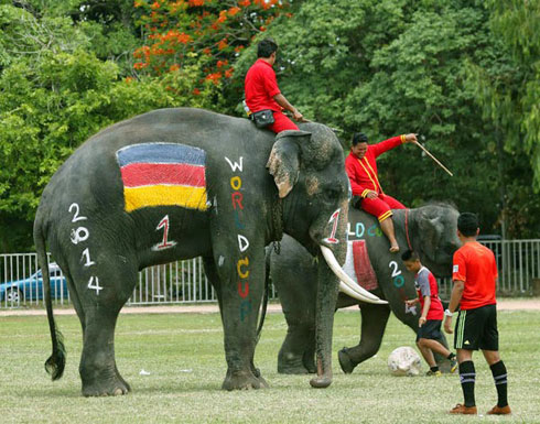 أفيال تلعب كرة القدم