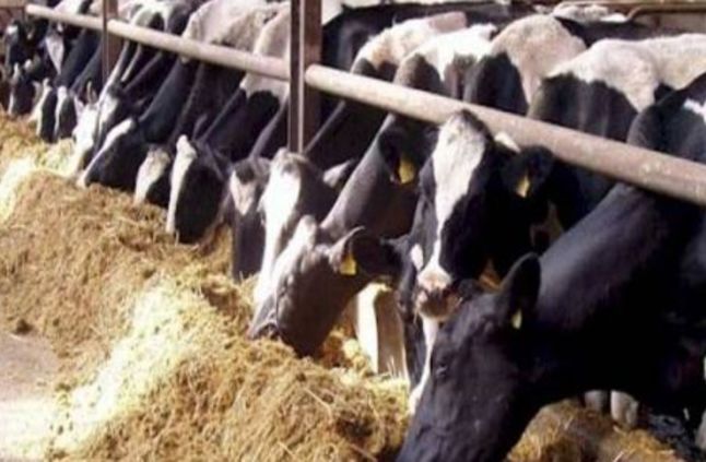 نفوق 28 رأس ماشية فى حريق بمزرعة نفوق 28 رأس ماشية فى حريق بمزرعة