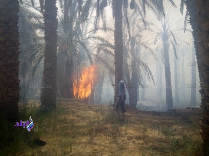 حريق هائل بالجناين في الوادي الجديد حريق هائل بالجناين في الوادي الجديد