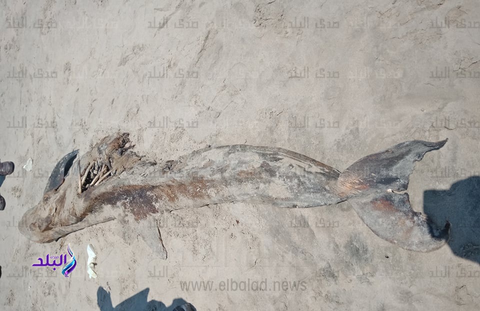  جثة حيوان مائى ضخم