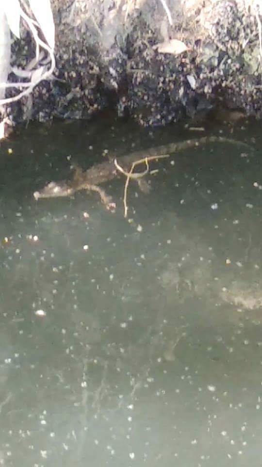 ظهور تمساح في ترعة ري بالشرقية