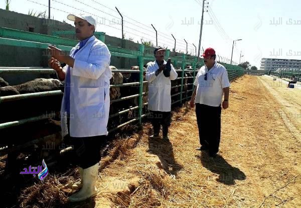 تحصين 4 آلاف رأس ماشية 