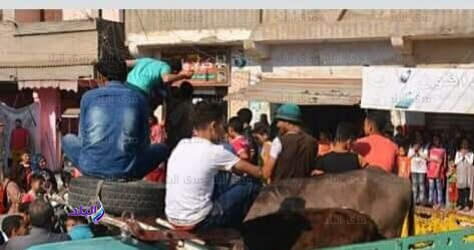 زفه بلدي بعد استعاده مواشي مسروقه بدمياط ..صور