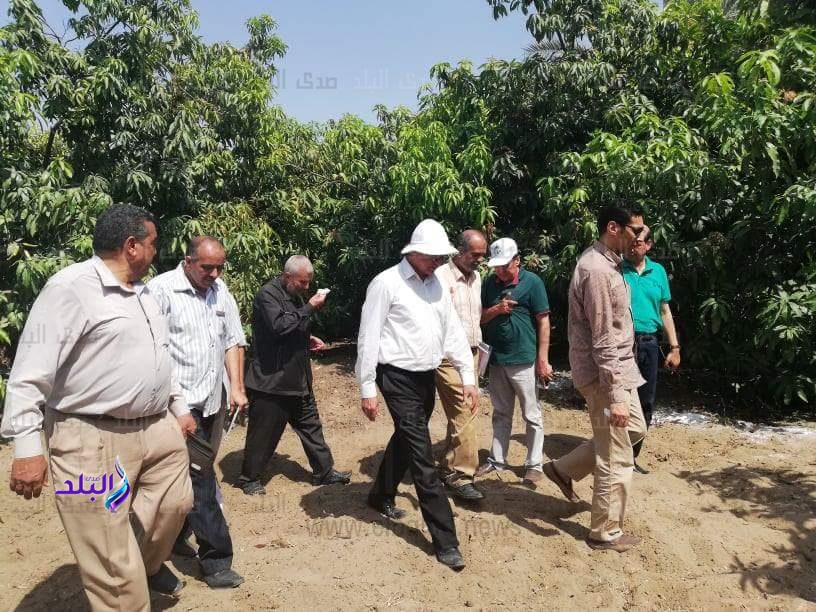 وفد من وزارة الزراعة يزور الاسماعيلية لتفقد اشجار المانجو وفد من وزارة الزراعة يزور الاسماعيلية لتفقد اشجار المانجو