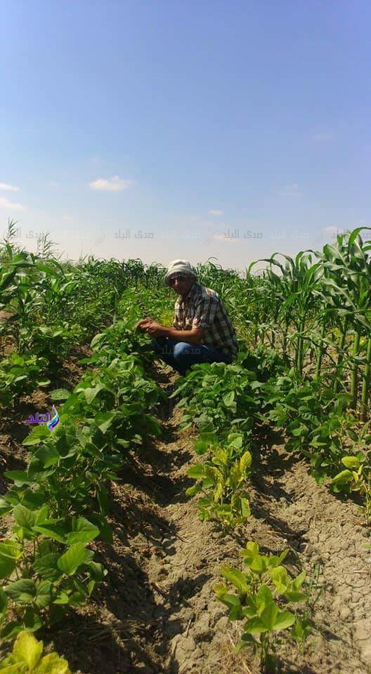 زراعة فول الصويا