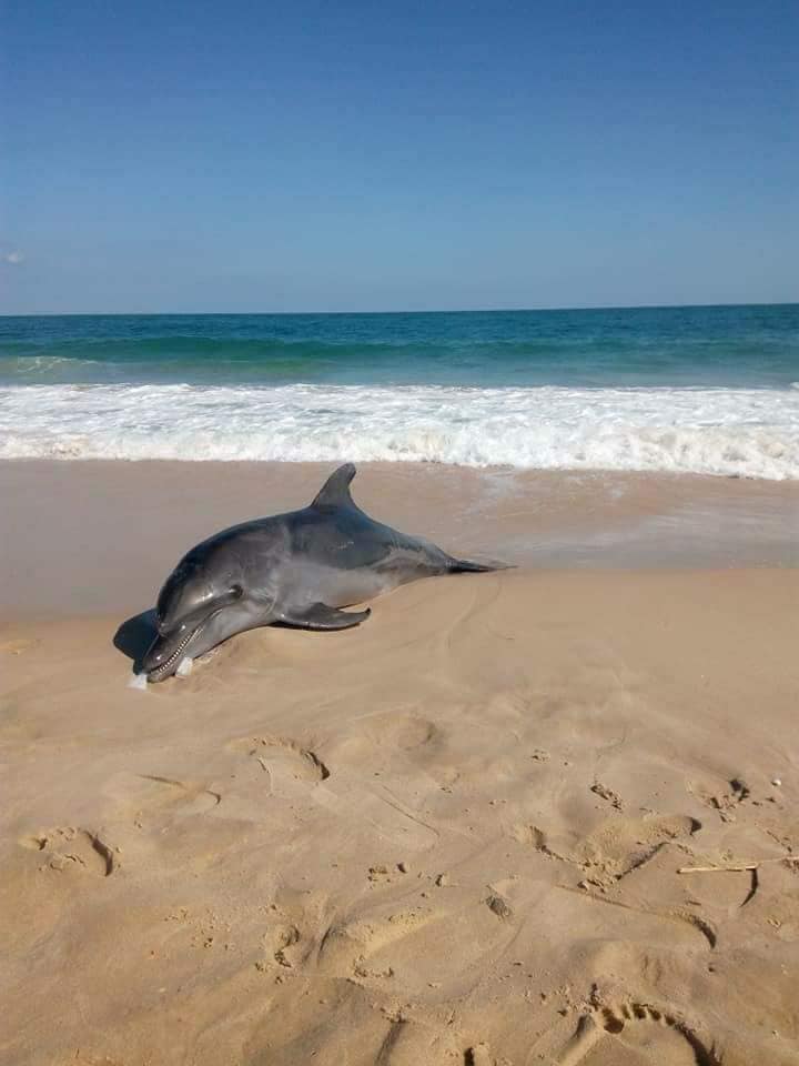 العثور علي دولفين نافق علي شاطيء العريش