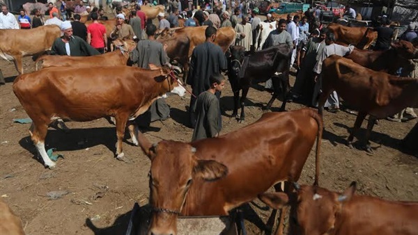 اسواق الماشية