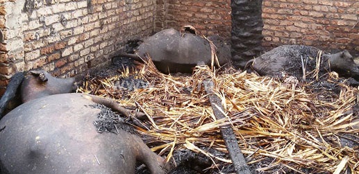 ماشية نافقة