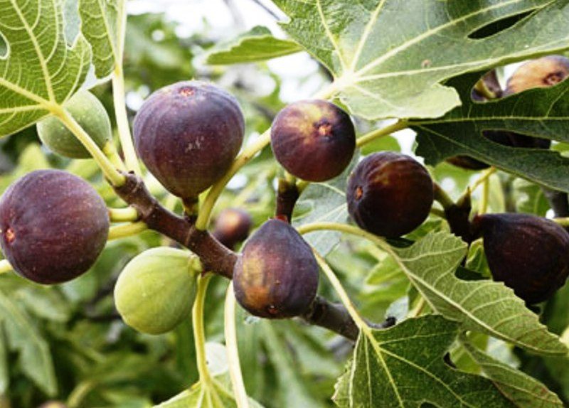 محصول التين - أرشيفية