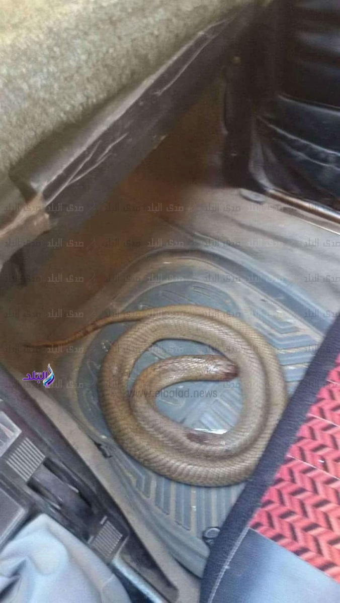 الثعابين الثعابين