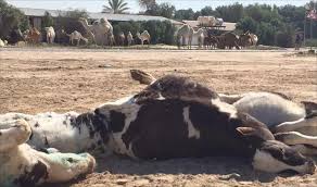 تحصين 96 ألف رأس ماشية ضد الجلد العقدي بالغربية