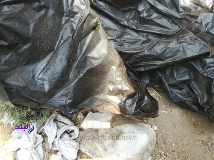 جثث اطفال المريوطية