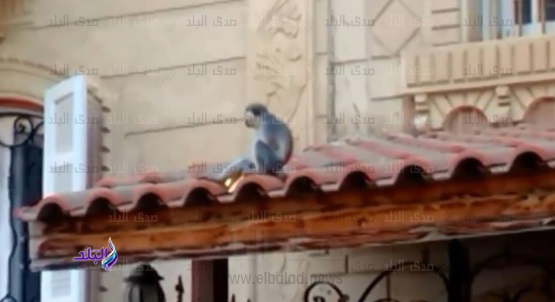 التحفظ على نسانيس بدمياط الجديدة 
