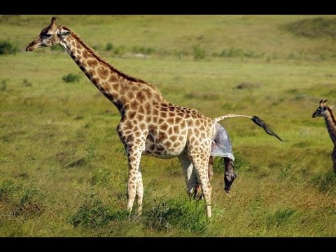 لحة ولادة زرافة