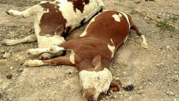 صورة ارشيفية