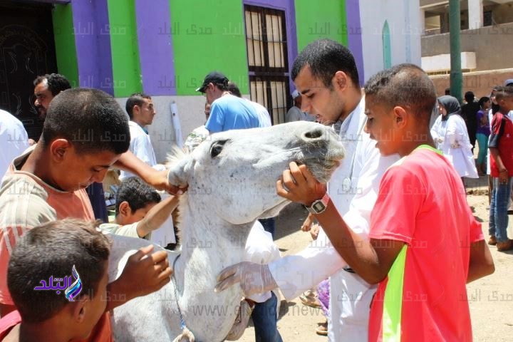 قوافل بيطرية