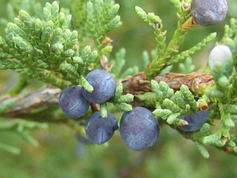 ابتكار علاج للبهارسيا من عنب الديب 